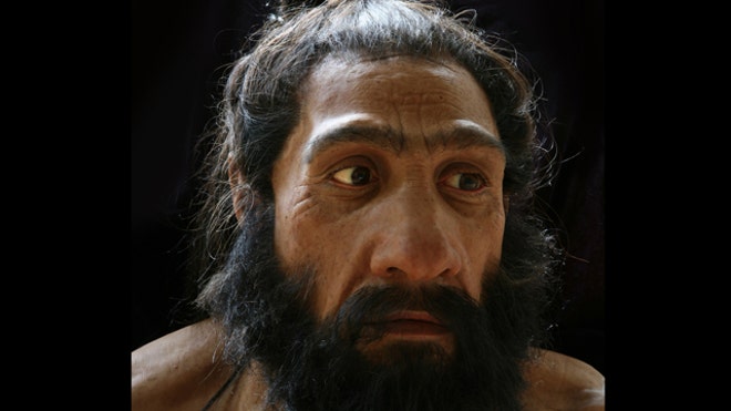 Homo Neanderthalensis